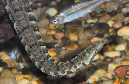 Chúng[-]sử[-]dụng[-]cặp[-]râu[-]này[-]như[-]một[-]loại[-]mồi[-]nhử[-]thu[-]hút[-]các[-]loài[-]cá[-]đến[-]gần.